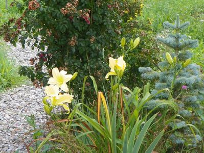 hemerocallis Yazoo Elsie Hintson