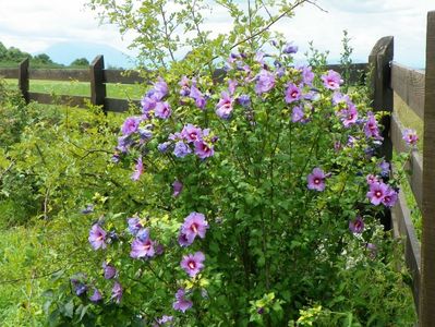 hibiscus syriacus