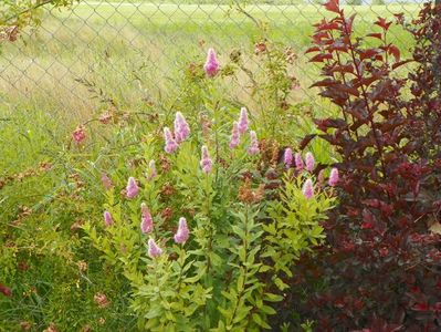 spiraea billardii Triumphans