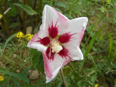 in loc de hibiscus syriacus Oiseau Bleu