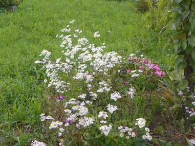 erigeron annuus