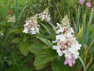 hydrangea paniculata Pinky Winky