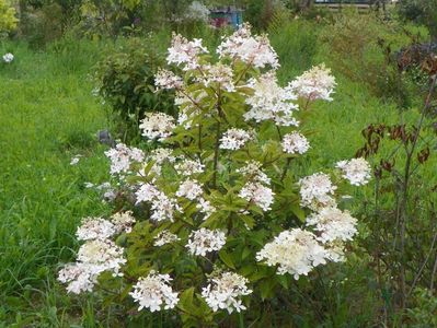 hydrangea paniculata Phantom