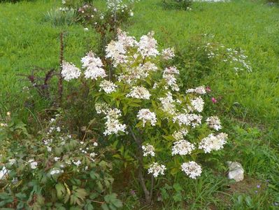 hydrangea paniculata Phantom