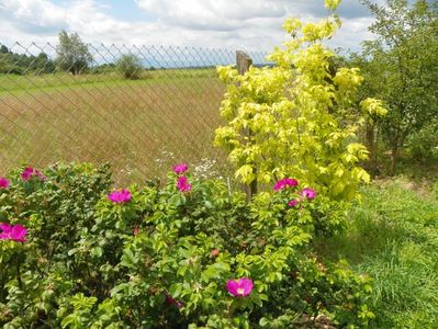 acer negundum Kelly's Gold si rugosa Rubra