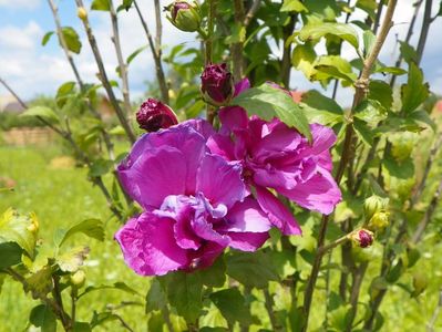 hibiscus syriacus Duc de Brabant