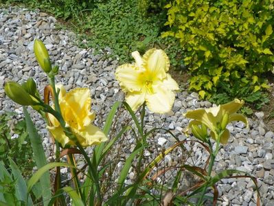 hemerocallis Yazoo Elsie Hintson