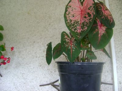 caladium