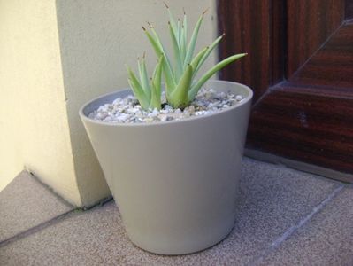 Agave striata f. minima