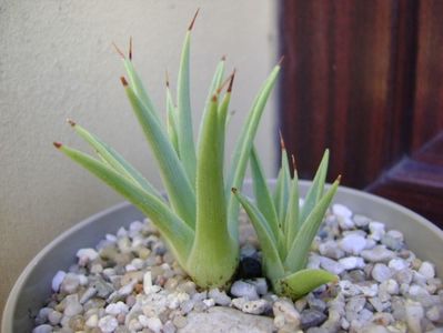 Agave striata f. minima