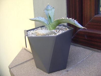 Agave titanota cv. White Ice