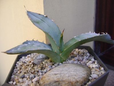 Agave titanota cv. White Ice