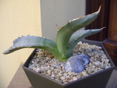 Agave titanota cv. White Ice