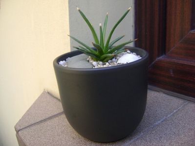 Agave albopilosa