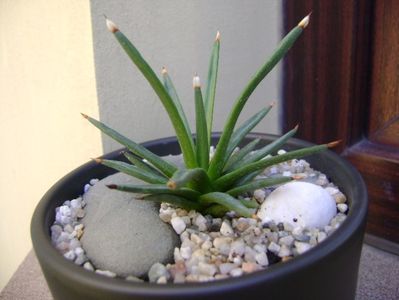 Agave albopilosa