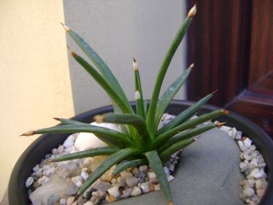 Agave albopilosa