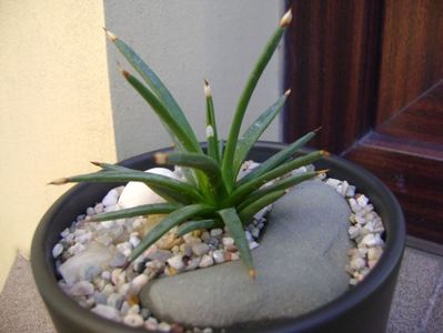 Agave albopilosa