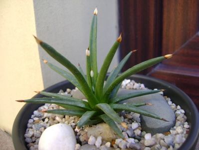 Agave albopilosa