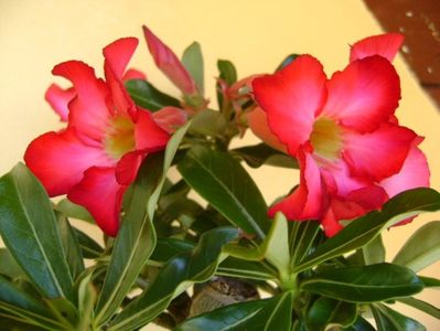 Adenium obesum