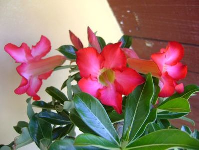 Adenium obesum