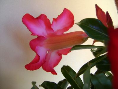 Adenium obesum