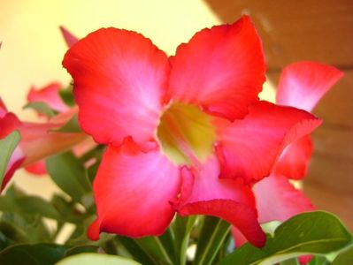 Adenium obesum