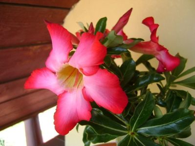 Adenium obesum