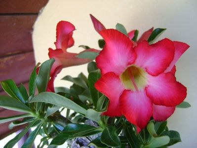 Adenium obesum