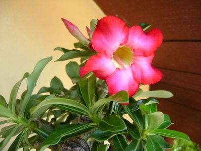 Adenium obesum