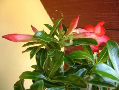 Adenium obesum