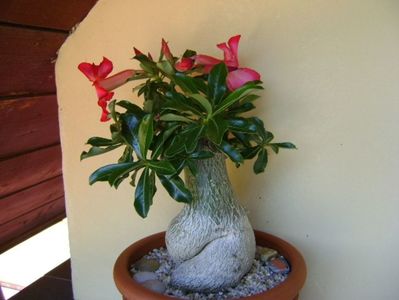 Adenium obesum