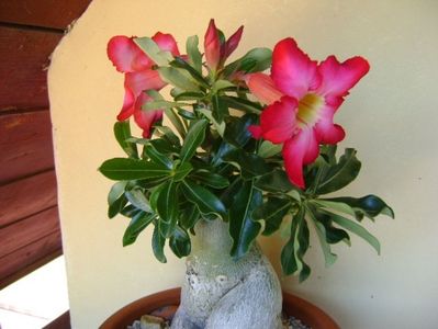 Adenium obesum