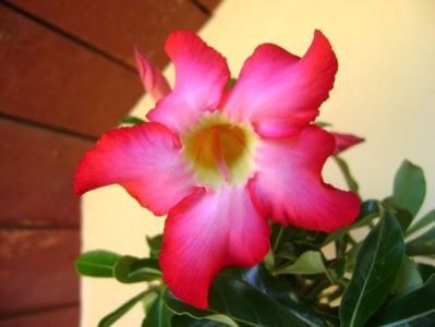 Adenium obesum