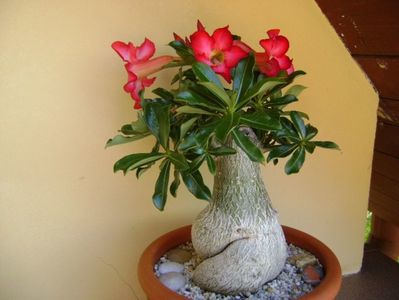 Adenium obesum