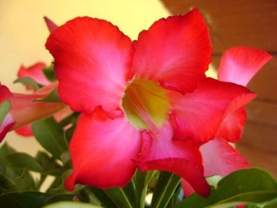 Adenium obesum