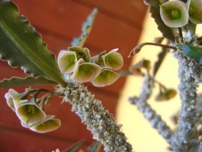 Euphorbia suzannae-marnierae