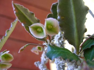 Euphorbia suzannae-marnierae