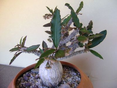 Euphorbia suzannae-marnierae