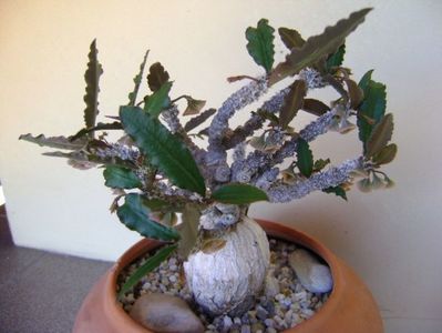 Euphorbia suzannae-marnierae