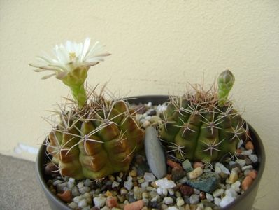 Gymnocalycium damsii v. tucavocense, 2 ex.