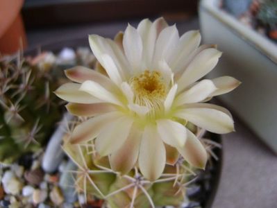 Gymnocalycium damsii v. tucavocense, 2 ex.