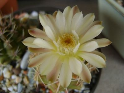 Gymnocalycium damsii v. tucavocense