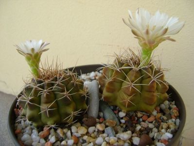 Gymnocalycium damsii v. tucavocense, 2 ex.