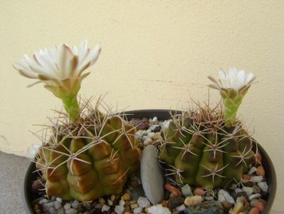 Gymnocalycium damsii v. tucavocense, 2 ex.