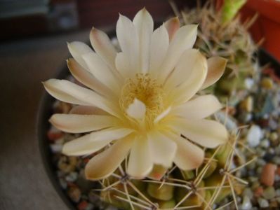 Gymnocalycium damsii v. tucavocense