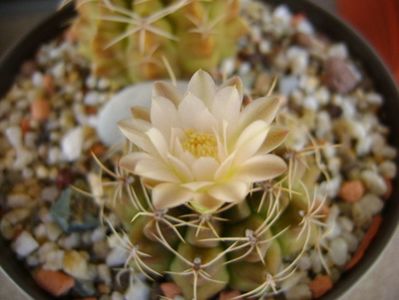 Gymnocalycium damsii v. tucavocense, 2 ex.