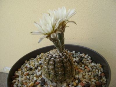 Gymnocalycium ragonesei