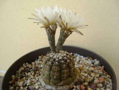 Gymnocalycium ragonesei