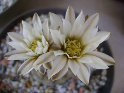 Gymnocalycium ragonesei