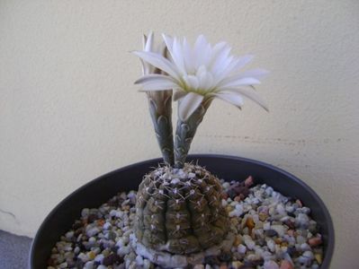 Gymnocalycium ragonesei